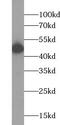 WD Repeat Domain 55 antibody, FNab09498, FineTest, Western Blot image 