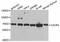 C-X-C Motif Chemokine Receptor 4 antibody, LS-B15344, Lifespan Biosciences, Western Blot image 