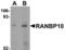RAN Binding Protein 10 antibody, TA306949, Origene, Western Blot image 