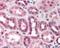 Cullin 5 antibody, 49-417, ProSci, Immunohistochemistry frozen image 