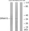 Olfactory Receptor Family 4 Subfamily A Member 15 antibody, GTX87840, GeneTex, Western Blot image 