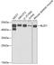 Basic Leucine Zipper Nuclear Factor 1 antibody, GTX55539, GeneTex, Western Blot image 