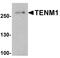 Teneurin-1 antibody, PA5-38020, Invitrogen Antibodies, Western Blot image 