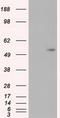 P01106-2 antibody, TA500003S, Origene, Western Blot image 