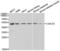 Galectin 3 antibody, LS-C331481, Lifespan Biosciences, Western Blot image 