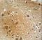 SPARCL1 antibody, LS-C161425, Lifespan Biosciences, Immunohistochemistry frozen image 