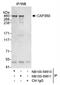 Centrosomal Protein 350 antibody, NB100-59810, Novus Biologicals, Western Blot image 