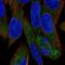 UDP Glycosyltransferase Family 3 Member A1 antibody, HPA047697, Atlas Antibodies, Immunofluorescence image 