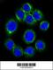 Erythropoietin receptor antibody, 58-645, ProSci, Immunofluorescence image 