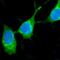 Trefoil Factor 1 antibody, A01391-4, Boster Biological Technology, Immunofluorescence image 