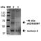 PKC-zeta-interacting protein antibody, SPC-636D-FITC, StressMarq, Western Blot image 