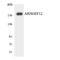 Rho Guanine Nucleotide Exchange Factor 12 antibody, LS-B11451, Lifespan Biosciences, Western Blot image 