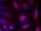 Neurotrophic Receptor Tyrosine Kinase 1 antibody, 79-501, ProSci, Immunofluorescence image 