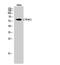 Cytochrome P450 Family 4 Subfamily F Member 2 antibody, A01737, Boster Biological Technology, Western Blot image 