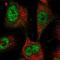 BicC Family RNA Binding Protein 1 antibody, NBP1-94171, Novus Biologicals, Immunofluorescence image 