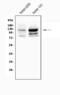 Nuclear Factor Of Activated T Cells 1 antibody, A00340-2, Boster Biological Technology, Western Blot image 