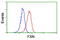 Frataxin antibody, M00842, Boster Biological Technology, Western Blot image 