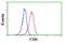 Frataxin antibody, M00842, Boster Biological Technology, Western Blot image 