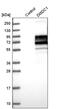 DIX Domain Containing 1 antibody, PA5-65243, Invitrogen Antibodies, Western Blot image 