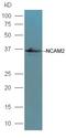 Retrotransposon Gag Like 8C antibody, orb2824, Biorbyt, Western Blot image 