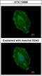 Aspartoacylase antibody, GTX110699, GeneTex, Immunofluorescence image 