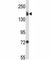 Integrin Subunit Alpha 2 antibody, F51497-0.4ML, NSJ Bioreagents, Western Blot image 