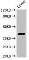 G Protein Subunit Alpha Transducin 1 antibody, CSB-PA009598LA01HU, Cusabio, Western Blot image 