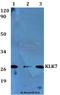 Kallikrein Related Peptidase 7 antibody, A02739, Boster Biological Technology, Western Blot image 