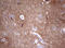 Visinin Like 1 antibody, LS-C789435, Lifespan Biosciences, Immunohistochemistry paraffin image 