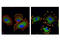 p130cas antibody, 13846S, Cell Signaling Technology, Immunocytochemistry image 