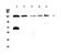 NEDD4 Like E3 Ubiquitin Protein Ligase antibody, A01595-1, Boster Biological Technology, Western Blot image 