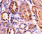 BCL2 Interacting Protein 3 Like antibody, 2289, ProSci, Immunohistochemistry frozen image 