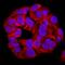 HCLS1 Associated Protein X-1 antibody, AF5458, R&D Systems, Immunofluorescence image 