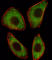 Transcription Factor 25 antibody, abx029415, Abbexa, Western Blot image 