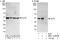 Elongator Acetyltransferase Complex Subunit 4 antibody, NBP2-12785, Novus Biologicals, Immunoprecipitation image 