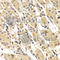 Troponin I3, Cardiac Type antibody, A6995, ABclonal Technology, Immunohistochemistry paraffin image 