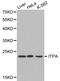 Inosine Triphosphatase antibody, LS-C192483, Lifespan Biosciences, Western Blot image 