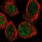 Schlafen Family Member 5 antibody, HPA017760, Atlas Antibodies, Immunofluorescence image 