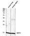 Basic Leucine Zipper ATF-Like Transcription Factor 3 antibody, A01957, Boster Biological Technology, Western Blot image 