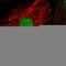 Chromobox protein homolog 2 antibody, HPA023083, Atlas Antibodies, Immunocytochemistry image 