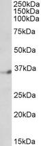 Neuronal Differentiation 4 antibody, EB05827, Everest Biotech, Western Blot image 