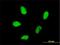 High Mobility Group AT-Hook 2 antibody, H00008091-M01, Novus Biologicals, Immunocytochemistry image 