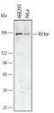 RPTOR Independent Companion Of MTOR Complex 2 antibody, AF4598, R&D Systems, Western Blot image 