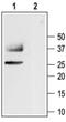 Aquaporin 1 (Colton Blood Group) antibody, PA5-77706, Invitrogen Antibodies, Western Blot image 