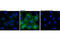 Myristoylated Alanine Rich Protein Kinase C Substrate antibody, 8722P, Cell Signaling Technology, Immunofluorescence image 