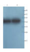 Alpha-1-antitrypsin antibody, orb339610, Biorbyt, Western Blot image 