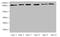 Minichromosome Maintenance Complex Component 3 antibody, LS-C376104, Lifespan Biosciences, Western Blot image 