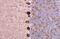Gamma-Aminobutyric Acid Type A Receptor Alpha5 Subunit antibody, GTX118345, GeneTex, Immunohistochemistry paraffin image 