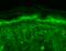 Transient Receptor Potential Cation Channel Subfamily V Member 3 antibody, SMC-334D-A633, StressMarq, Immunohistochemistry frozen image 