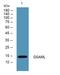 Germinal Center Associated Signaling And Motility Like antibody, A18108, Boster Biological Technology, Enzyme Linked Immunosorbent Assay image 